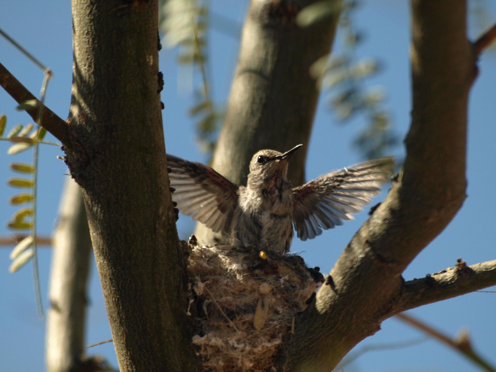 Hummingbirds from backyards and beyond